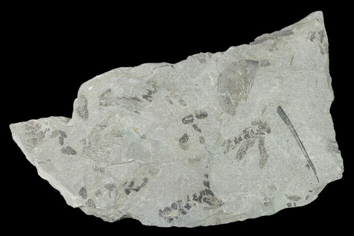 Fossil Fern (Neuropteris & Macroneuropteris) Plate - Kentucky #158733